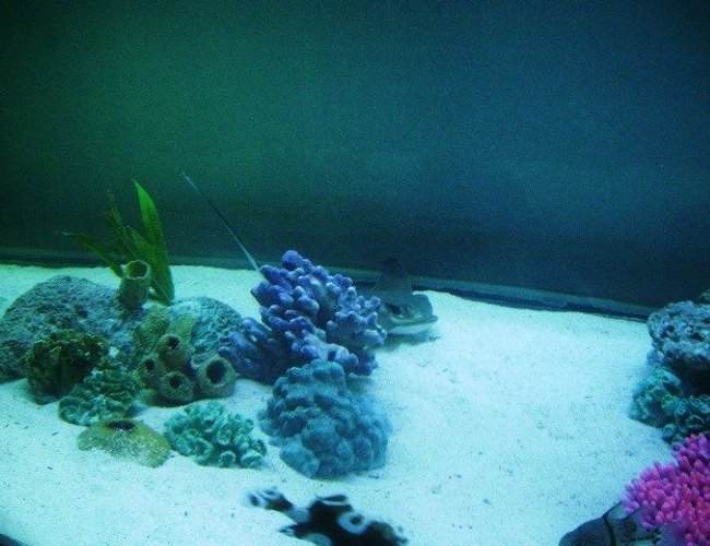 saltwater fish - myliobatis californica - bat ray stocking in 375 gallons tank - Bat ray swimming behind some artificial corals saltwater fish - myliobatis californica - bat ray stocking in 375 gallons tank - Bat ray swimming behind some artificial corals