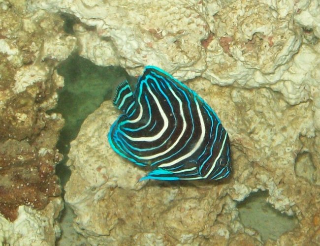 saltwater fish - pomacanthus semicirculatus - koran angelfish stocking in 55 gallons tank - New Blue Koran Angelfish
New2hobby saltwater fish - pomacanthus semicirculatus - koran angelfish stocking in 55 gallons tank - New Blue Koran Angelfish
New2hobby