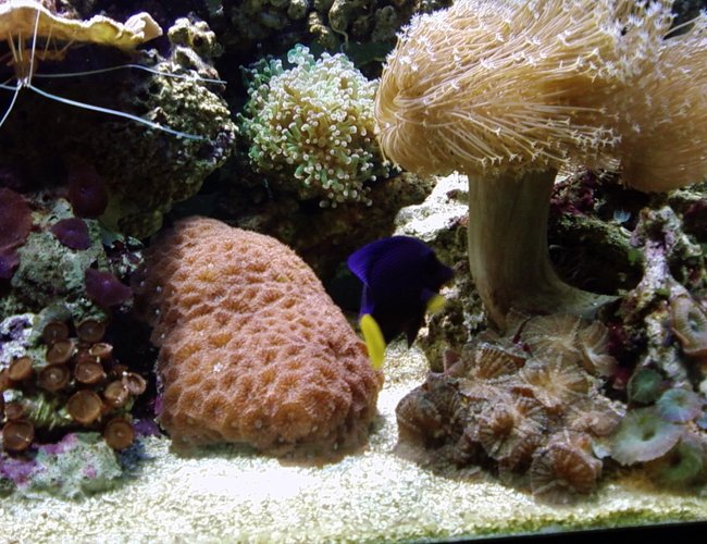 saltwater fish - zebrasoma xanthurum - purple tang stocking in 75 gallons tank - assorted corals and puple tang saltwater fish - zebrasoma xanthurum - purple tang stocking in 75 gallons tank - assorted corals and puple tang