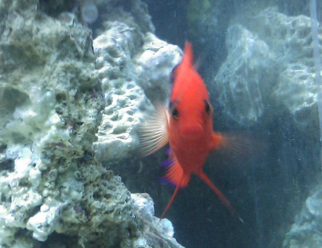 saltwater fish - centropyge loriculus - flame angelfish stocking in 55 gallons tank - Flame Angel saltwater fish - centropyge loriculus - flame angelfish stocking in 55 gallons tank - Flame Angel