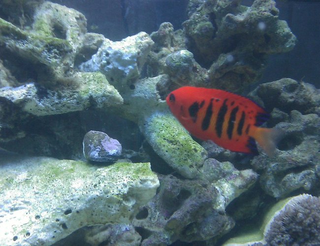 saltwater fish - centropyge loriculus - flame angelfish stocking in 55 gallons tank - Flame Angel saltwater fish - centropyge loriculus - flame angelfish stocking in 55 gallons tank - Flame Angel