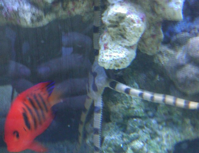 saltwater fish - centropyge loriculus - flame angelfish stocking in 55 gallons tank - Flame Angel & Serpent Star saltwater fish - centropyge loriculus - flame angelfish stocking in 55 gallons tank - Flame Angel & Serpent Star