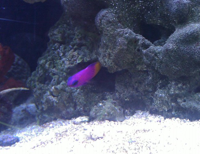 saltwater fish - gramma loreto - royal gramma basslet stocking in 55 gallons tank - Royal Gramma Basslet
"Mike" saltwater fish - gramma loreto - royal gramma basslet stocking in 55 gallons tank - Royal Gramma Basslet
"Mike"