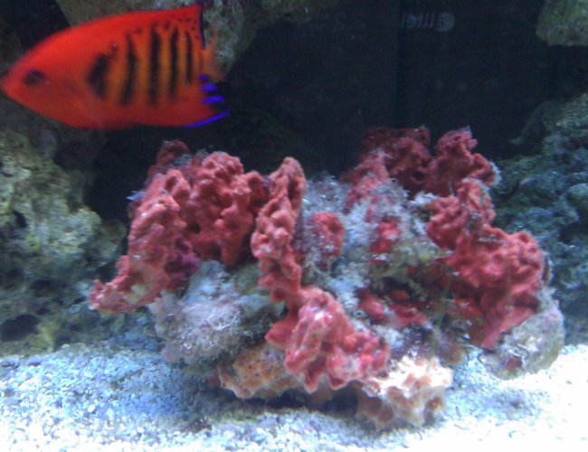 saltwater fish - centropyge loriculus - flame angelfish stocking in 55 gallons tank - Flame Angel & Spiney Oyster saltwater fish - centropyge loriculus - flame angelfish stocking in 55 gallons tank - Flame Angel & Spiney Oyster