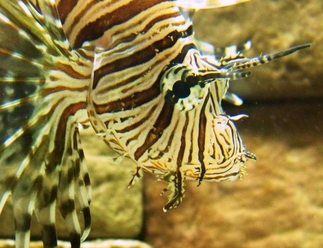 saltwater fish - dendrochirus zebra - dwarf/zebra lionfish stocking in 120 gallons tank - What should I name him? saltwater fish - dendrochirus zebra - dwarf/zebra lionfish stocking in 120 gallons tank - What should I name him?
