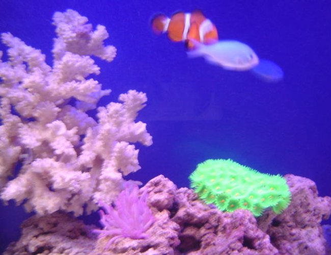 saltwater fish - chromis viridis - blue/green reef chromis stocking in 95 gallons tank - Clown fish saltwater fish - chromis viridis - blue/green reef chromis stocking in 95 gallons tank - Clown fish