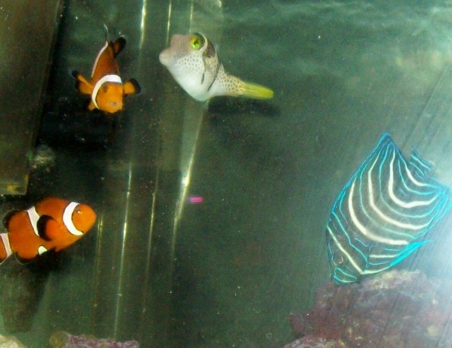 saltwater fish - pomacanthus semicirculatus - koran angelfish stocking in 55 gallons tank - My 4 fish
New2hobby saltwater fish - pomacanthus semicirculatus - koran angelfish stocking in 55 gallons tank - My 4 fish
New2hobby