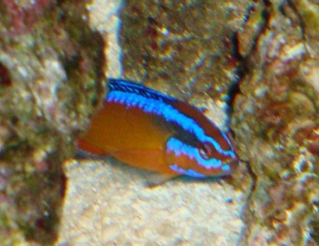 saltwater fish - pseudochromis aldabraensis - arabian pseudochromis stocking in 54 gallons tank - arabian psudeuochromes saltwater fish - pseudochromis aldabraensis - arabian pseudochromis stocking in 54 gallons tank - arabian psudeuochromes