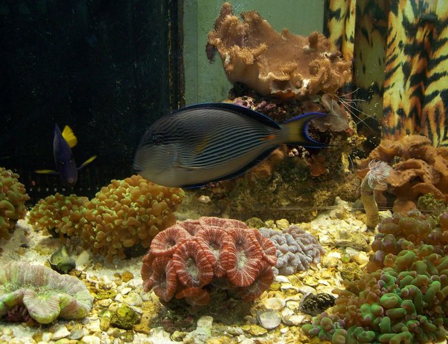 saltwater fish - acanthurus lineatus - clown tang stocking in 90 gallons tank - tank for sale saltwater fish - acanthurus lineatus - clown tang stocking in 90 gallons tank - tank for sale