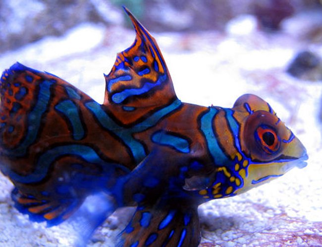 saltwater fish - synchiropus splendidus - green mandarin stocking in 44 gallons tank - Mandarin saltwater fish - synchiropus splendidus - green mandarin stocking in 44 gallons tank - Mandarin