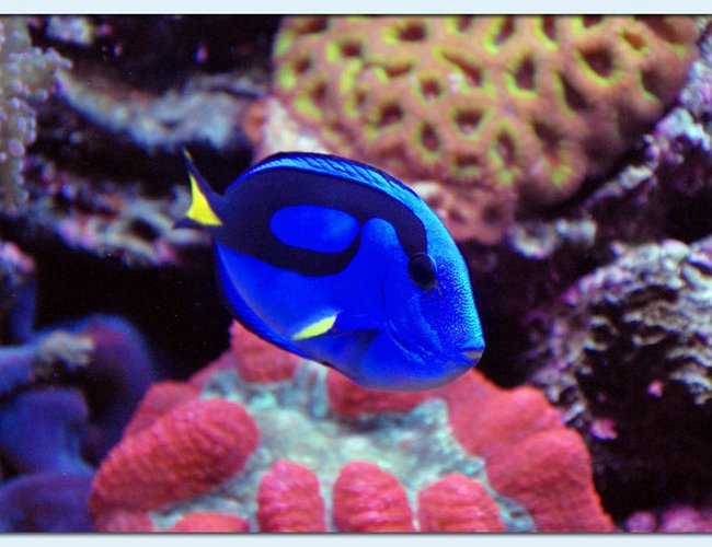 saltwater fish - paracanthurus hepatus - blue tang stocking in 125 gallons tank - Blue Tang saltwater fish - paracanthurus hepatus - blue tang stocking in 125 gallons tank - Blue Tang