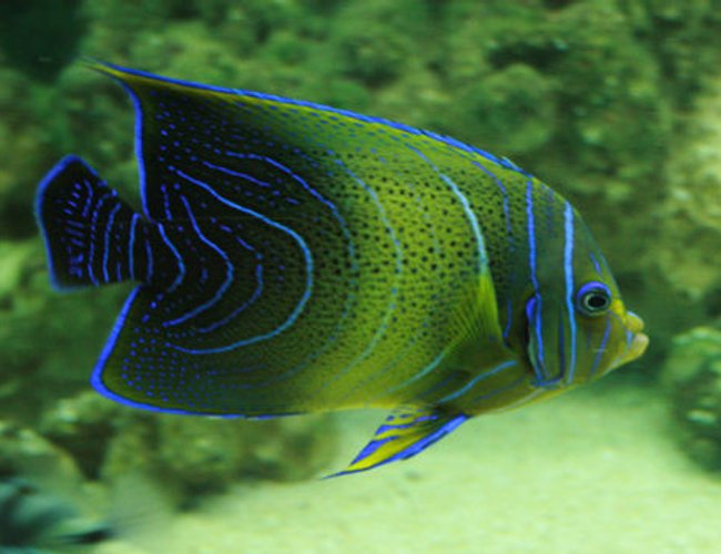saltwater fish - pomacanthus semicirculatus - koran angelfish stocking in 220 gallons tank - Koran Angel saltwater fish - pomacanthus semicirculatus - koran angelfish stocking in 220 gallons tank - Koran Angel