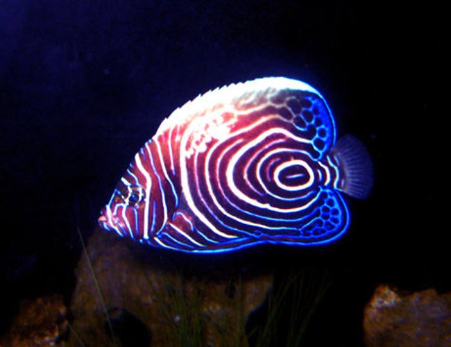 saltwater fish - pomacanthus imperator - imperator angelfish stocking in 130 gallons tank - Imperator Angel Fish - took a pic of him at night when he was roaming around. : ) saltwater fish - pomacanthus imperator - imperator angelfish stocking in 130 gallons tank - Imperator Angel Fish - took a pic of him at night when he was roaming around. : )