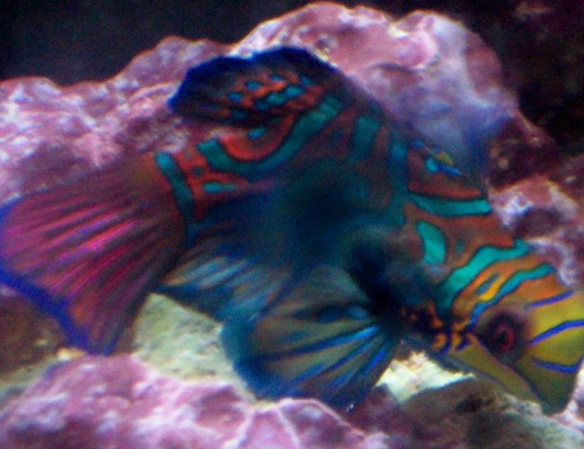 saltwater fish - pterosynchiropus splendidus var. - red mandarin stocking in 55 gallons tank - Manderine saltwater fish - pterosynchiropus splendidus var. - red mandarin stocking in 55 gallons tank - Manderine