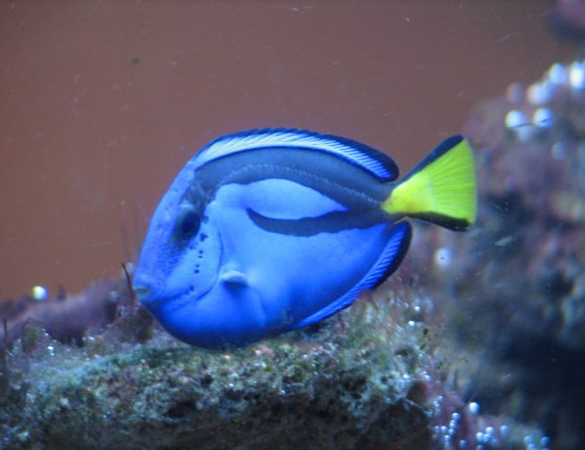 saltwater fish - paracanthurus hepatus - blue tang stocking in 55 gallons tank - all for the camera saltwater fish - paracanthurus hepatus - blue tang stocking in 55 gallons tank - all for the camera