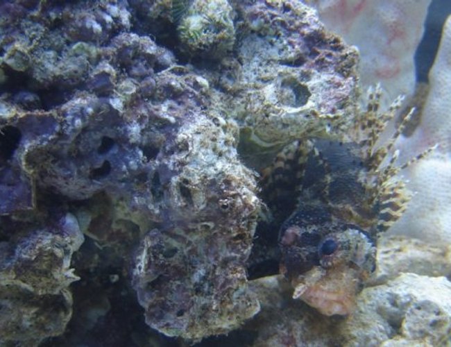 saltwater fish - dendrochirus brachypterus - fuzzy dwarf lionfish stocking in 72 gallons tank - Fuzzy Dwarf Lion named Bubba saltwater fish - dendrochirus brachypterus - fuzzy dwarf lionfish stocking in 72 gallons tank - Fuzzy Dwarf Lion named Bubba