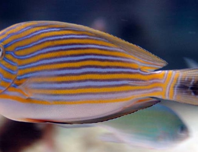 saltwater fish - acanthurus lineatus - clown tang stocking in 375 gallons tank - Clown Tang saltwater fish - acanthurus lineatus - clown tang stocking in 375 gallons tank - Clown Tang