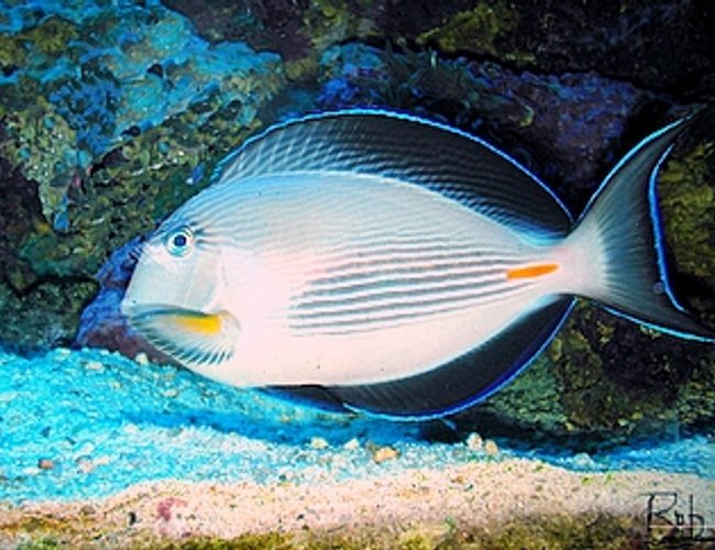 saltwater fish - acanthurus sohal - sohal tang stocking in 75 gallons tank - my 8-9" sohal tang saltwater fish - acanthurus sohal - sohal tang stocking in 75 gallons tank - my 8-9" sohal tang