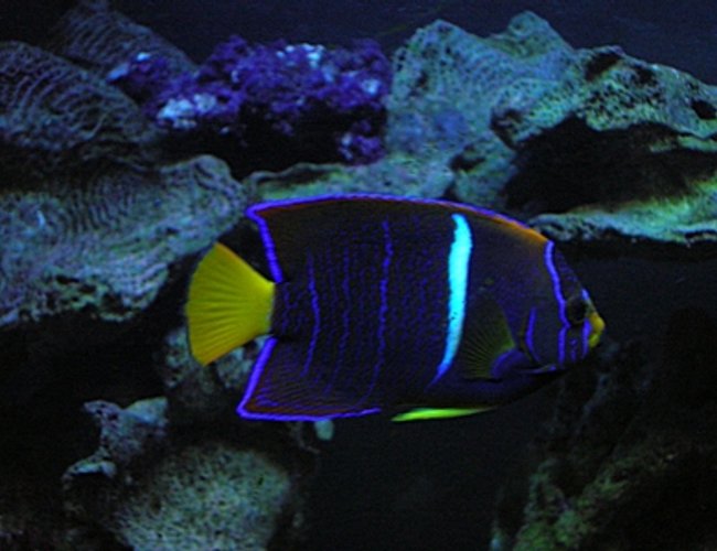 saltwater fish - holacanthus passer - passer angelfish stocking in 125 gallons tank - Passer Angel saltwater fish - holacanthus passer - passer angelfish stocking in 125 gallons tank - Passer Angel