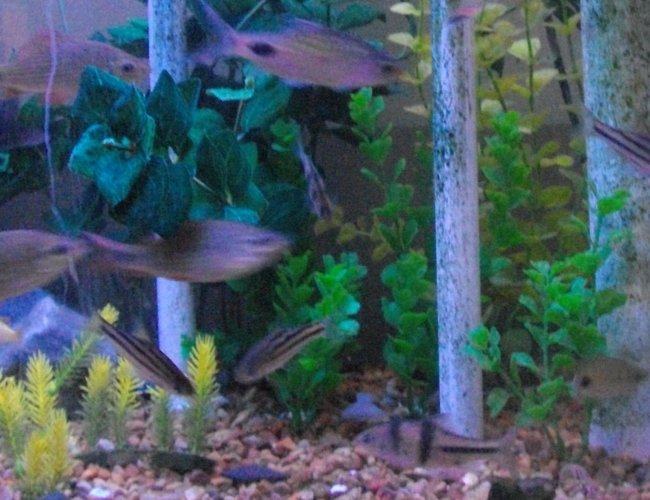 saltwater fish - apogon cyanosoma - orange lined cardinalfish stocking in 65 gallons tank - fish saltwater fish - apogon cyanosoma - orange lined cardinalfish stocking in 65 gallons tank - fish
