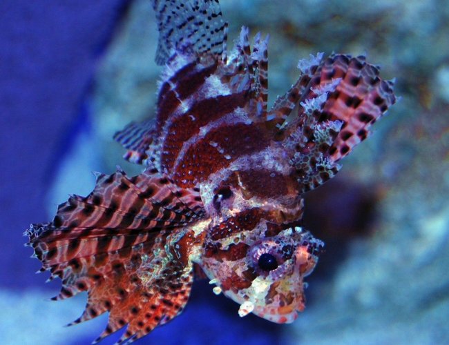 saltwater fish - dendrochirus brachypterus - fuzzy dwarf lionfish stocking in 150 gallons tank - Fuzzy Dwarf Lionfish saltwater fish - dendrochirus brachypterus - fuzzy dwarf lionfish stocking in 150 gallons tank - Fuzzy Dwarf Lionfish