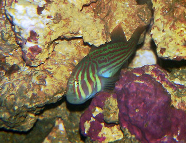 saltwater fish - gobiodon atrangulatus - clown goby, green stocking in 20 gallons tank - Green Clown Goby saltwater fish - gobiodon atrangulatus - clown goby, green stocking in 20 gallons tank - Green Clown Goby