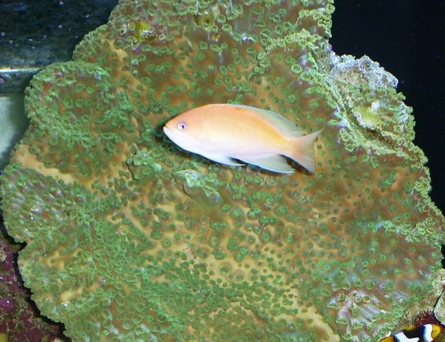 saltwater fish - pseudanthias parvirostris - sunset anthias stocking in 110 gallons tank - coral saltwater fish - pseudanthias parvirostris - sunset anthias stocking in 110 gallons tank - coral