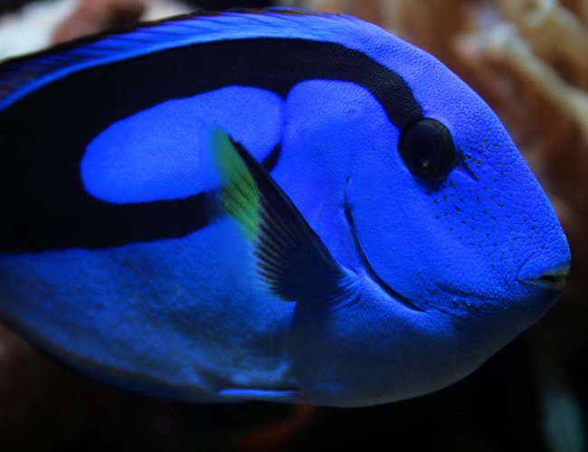 saltwater fish - paracanthurus hepatus - blue tang stocking in 75 gallons tank - New Blue Tang saltwater fish - paracanthurus hepatus - blue tang stocking in 75 gallons tank - New Blue Tang