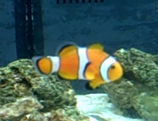 saltwater fish - amphiprion percula - true percula clownfish - clownfish: took my a LONG time to get this. saltwater fish - amphiprion percula - true percula clownfish - clownfish: took my a LONG time to get this.