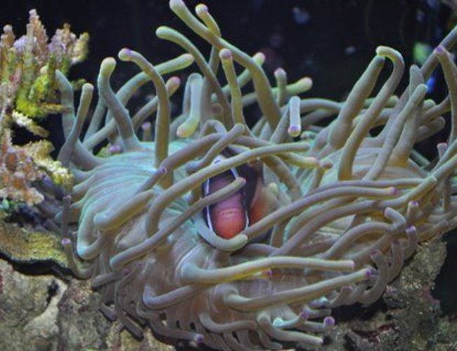saltwater fish - amphiprion frenatus - tomato clownfish stocking in 110 gallons tank - 1yr.4mnts. tomatoclown with host anemone,bubbletip. saltwater fish - amphiprion frenatus - tomato clownfish stocking in 110 gallons tank - 1yr.4mnts. tomatoclown with host anemone,bubbletip.