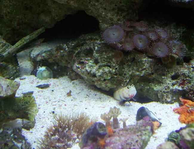 saltwater fish - cryptocentrus leptocephalus - pink spotted watchman goby stocking in 14 gallons tank - dobby the gobby saltwater fish - cryptocentrus leptocephalus - pink spotted watchman goby stocking in 14 gallons tank - dobby the gobby