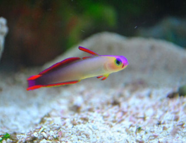 saltwater fish - nemateleotris decora - firefish, purple stocking in 29 gallons tank - My purple fire fish. saltwater fish - nemateleotris decora - firefish, purple stocking in 29 gallons tank - My purple fire fish.