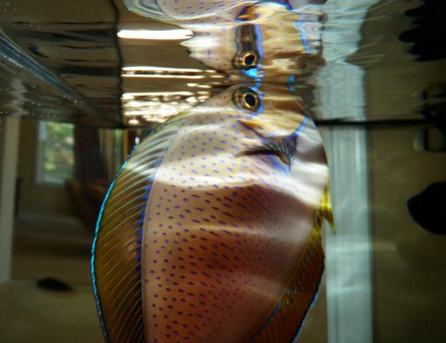 saltwater fish - naso vlamingii - vlamingii tang stocking in 60 gallons tank - Vlamingi saltwater fish - naso vlamingii - vlamingii tang stocking in 60 gallons tank - Vlamingi