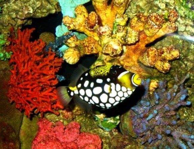 saltwater fish - balistoides conspicillum - clown triggerfish stocking in 150 gallons tank - Clown Trigger saltwater fish - balistoides conspicillum - clown triggerfish stocking in 150 gallons tank - Clown Trigger