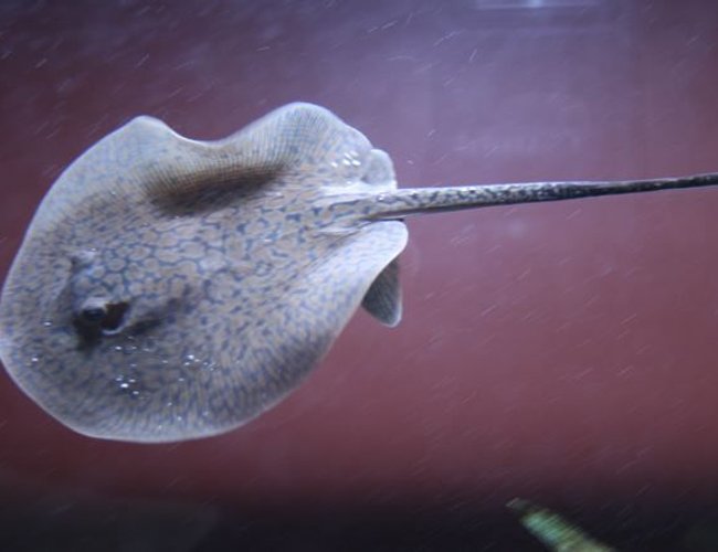 saltwater fish - urobatis halleri - round stingray stocking in 75 gallons tank - tc stingray saltwater fish - urobatis halleri - round stingray stocking in 75 gallons tank - tc stingray