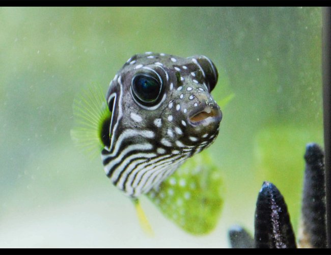 saltwater fish - arothron hispidus - stars and stripes puffer stocking in 90 gallons tank - puffy stars and stripes puffer saltwater fish - arothron hispidus - stars and stripes puffer stocking in 90 gallons tank - puffy stars and stripes puffer