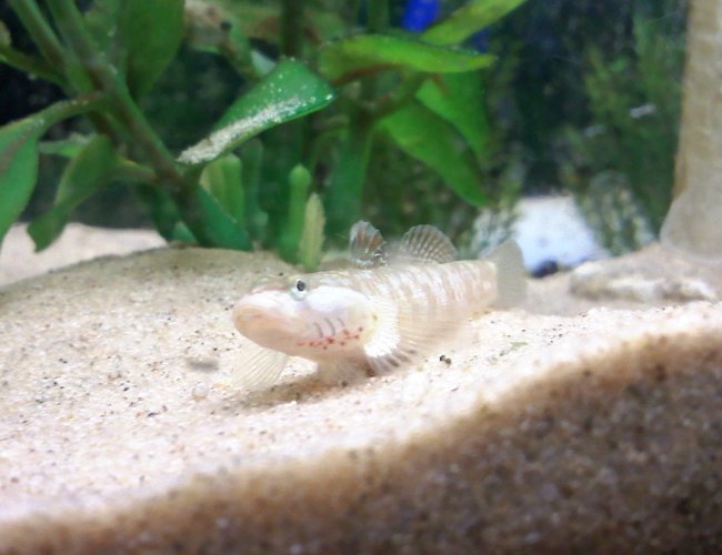 saltwater fish - cryptocentrus leptocephalus - pink spotted watchman goby stocking in 14 gallons tank - Chinese River Goby. saltwater fish - cryptocentrus leptocephalus - pink spotted watchman goby stocking in 14 gallons tank - Chinese River Goby.