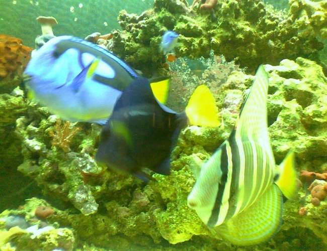 saltwater fish - paracanthurus hepatus - blue tang stocking in 90 gallons tank - my big babies saltwater fish - paracanthurus hepatus - blue tang stocking in 90 gallons tank - my big babies