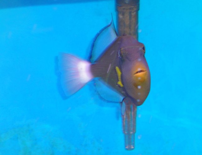 saltwater fish - melichthys vidua - pinktail triggerfish stocking in 45 gallons tank - Pinktale Trigger Fish in another Pose. saltwater fish - melichthys vidua - pinktail triggerfish stocking in 45 gallons tank - Pinktale Trigger Fish in another Pose.