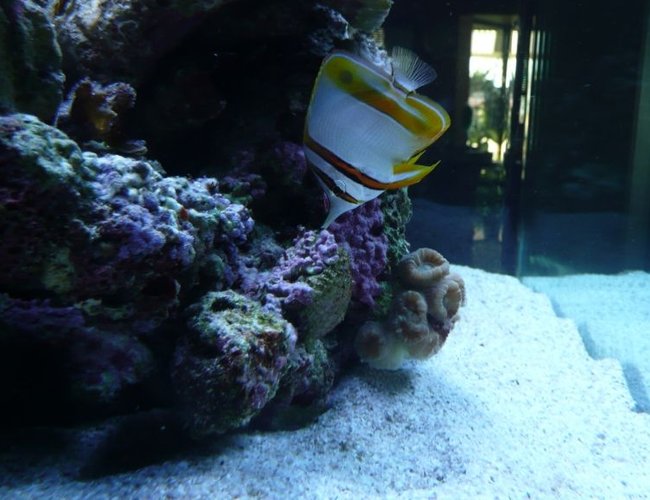 saltwater fish - chelmon rostratus - copperband butterflyfish stocking in 60 gallons tank - Copperband butterfly fish saltwater fish - chelmon rostratus - copperband butterflyfish stocking in 60 gallons tank - Copperband butterfly fish