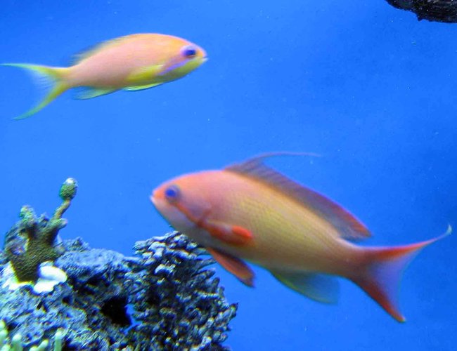 saltwater fish - pseudanthias squamipinnis - lyretail anthias stocking in 120 gallons tank - male and female lyre-tail Anthia saltwater fish - pseudanthias squamipinnis - lyretail anthias stocking in 120 gallons tank - male and female lyre-tail Anthia