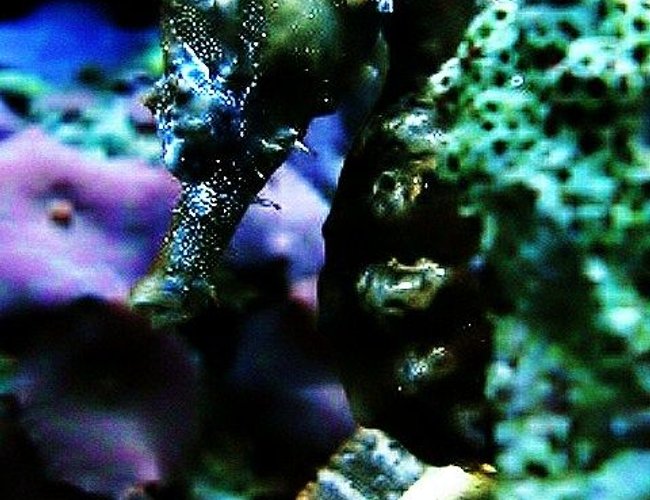 saltwater fish - hippocampus erectus - black seahorse stocking in 40 gallons tank - seahorse saltwater fish - hippocampus erectus - black seahorse stocking in 40 gallons tank - seahorse
