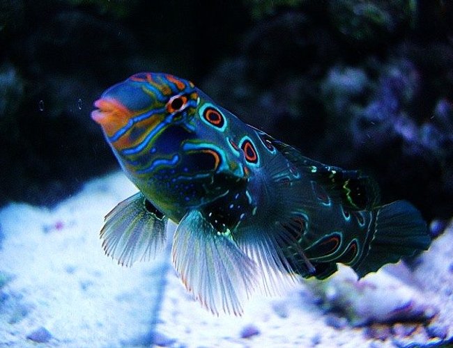 saltwater fish - synchiropus picturatus - spotted mandarin stocking in 40 gallons tank - Green Target Mandrine saltwater fish - synchiropus picturatus - spotted mandarin stocking in 40 gallons tank - Green Target Mandrine