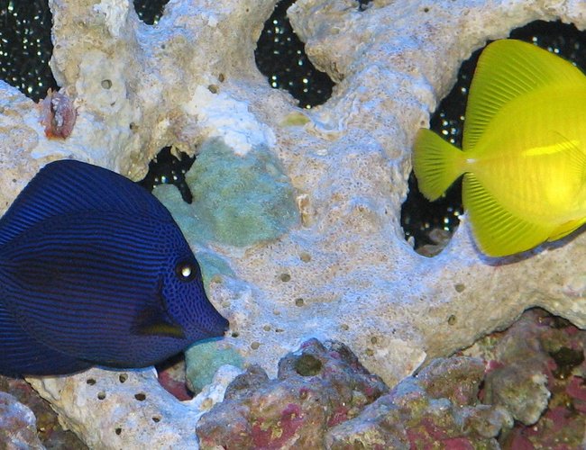 saltwater fish - zebrasoma xanthurum - purple tang stocking in 125 gallons tank - Purple and Yellow Tang saltwater fish - zebrasoma xanthurum - purple tang stocking in 125 gallons tank - Purple and Yellow Tang