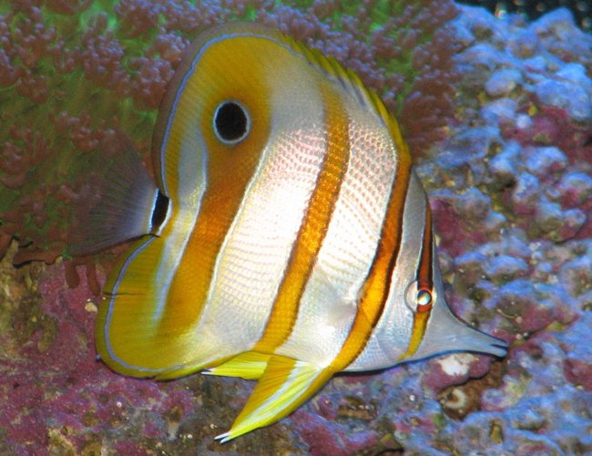 saltwater fish - chelmon rostratus - copperband butterflyfish stocking in 125 gallons tank - Copperband Butterflyfish & Green Hairy Mushroom saltwater fish - chelmon rostratus - copperband butterflyfish stocking in 125 gallons tank - Copperband Butterflyfish & Green Hairy Mushroom