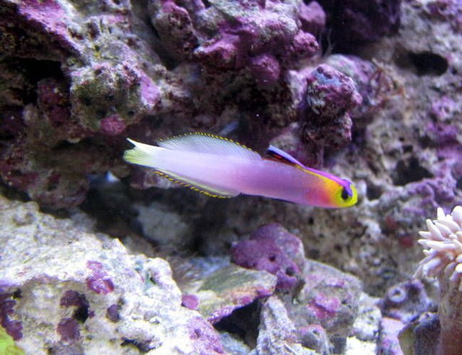 saltwater fish - nemateleotris helfrichi - firefish, helfrichi stocking in 28 gallons tank - helfrichi firefish saltwater fish - nemateleotris helfrichi - firefish, helfrichi stocking in 28 gallons tank - helfrichi firefish