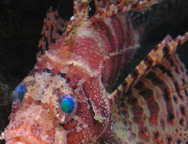 saltwater fish - dendrochirus zebra - dwarf/zebra lionfish stocking in 60 gallons tank - Dwarf Lion Fish saltwater fish - dendrochirus zebra - dwarf/zebra lionfish stocking in 60 gallons tank - Dwarf Lion Fish