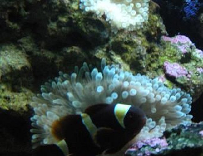 saltwater fish - premnas biaculeatus - yellowstripe maroon clownfish stocking in 28 gallons tank - gold banded maroon saltwater fish - premnas biaculeatus - yellowstripe maroon clownfish stocking in 28 gallons tank - gold banded maroon