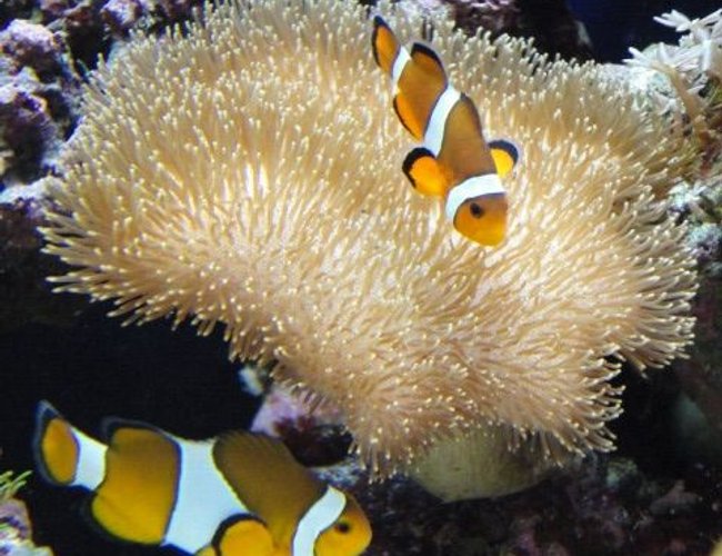 saltwater fish - amphiprion percula - true percula clownfish stocking in 39 gallons tank - Clown Fish saltwater fish - amphiprion percula - true percula clownfish stocking in 39 gallons tank - Clown Fish