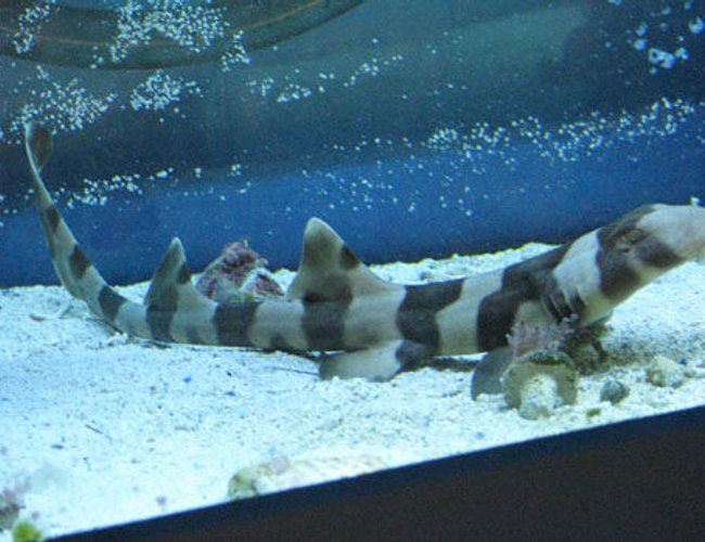 saltwater fish - chiloscyllium punctatum - cat shark, black banded stocking in 150 gallons tank - bamboo shark saltwater fish - chiloscyllium punctatum - cat shark, black banded stocking in 150 gallons tank - bamboo shark
